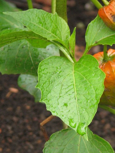 ホオズキ 酸漿 鬼灯 鬼燈 植物の生態散歩