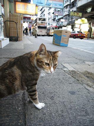 うにゅ～～っと中華猫_e0008794_8275647.jpg