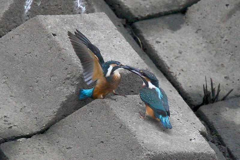b0024798_526788.jpg