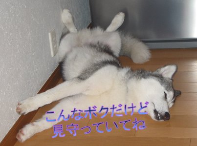 レオのふるさと（2）_f0112407_11298.jpg