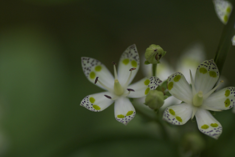 森の花　Ⅱ_f0116528_2155111.jpg