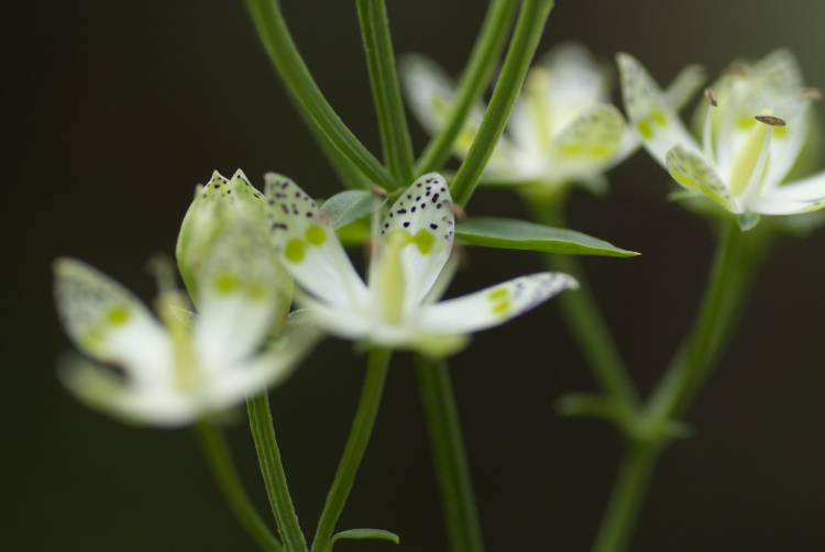 森の花　Ⅱ_f0116528_2202545.jpg