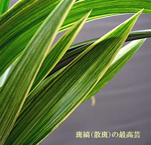 ◆恵蘭（蕙蘭）「旭晃の総斑縞」　　　　　　　　　　No.102_d0103457_14165512.jpg