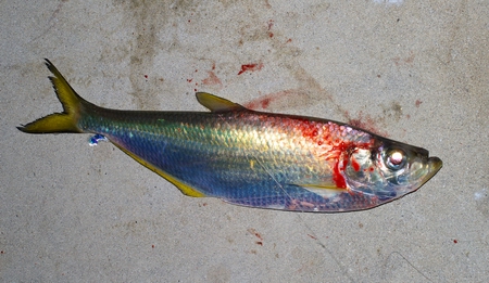 3度目の解禁 有明ターポン カマス編 Risering 3度目の解禁 有明ターポン カマス編 Risering