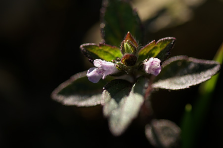 e0054067_71158.jpg