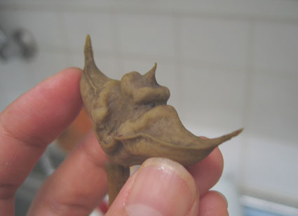 e0118274_8304485.jpg