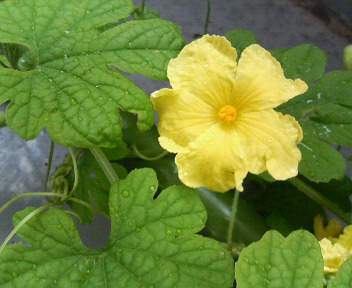 c0007384_17543121.jpg