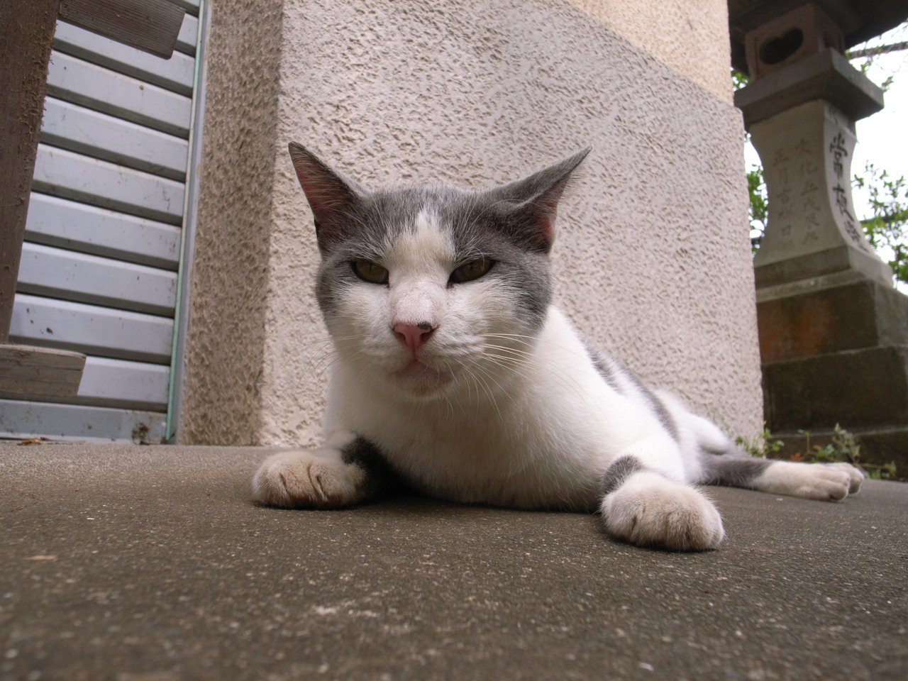 江ﾉ島の猫たち。_b0085289_1143284.jpg