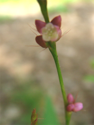 f0146493_922475.jpg