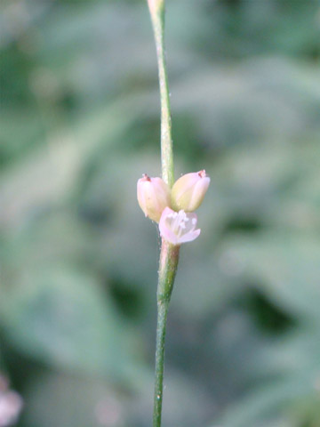 f0146493_92389.jpg