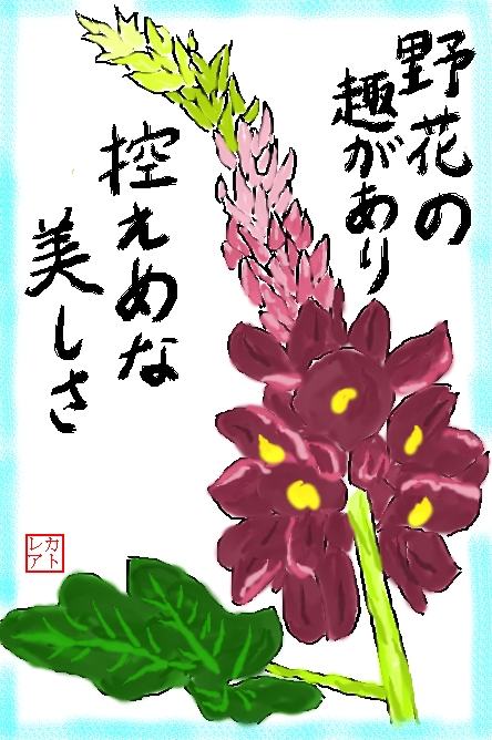 絵手紙・・・秋・・・秋の七草・・・クズノハナ（葛の花）・・・マメ科・・・つる性_f0124098_16403093.jpg