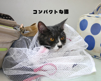 コンパクトな猫_a0041108_10553182.jpg