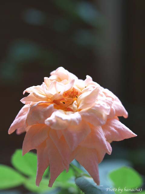 Today\'s Roses \'07.　〜Vol.34_b0032921_1219738.jpg