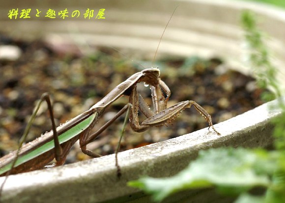 カマキリのお色直し アゲハ 夏アカネ のけんすい 巨大おたまじゃくし キジバトさんの後ろ姿 料理と趣味の部屋