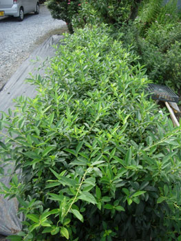e0097534_20502146.jpg