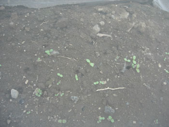e0097534_20522744.jpg