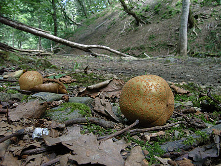 栃の実 : 芦生原生林の博物誌
