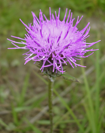 9月15日　アザミの花　ほかにもいろいろ_a0001354_19454619.jpg