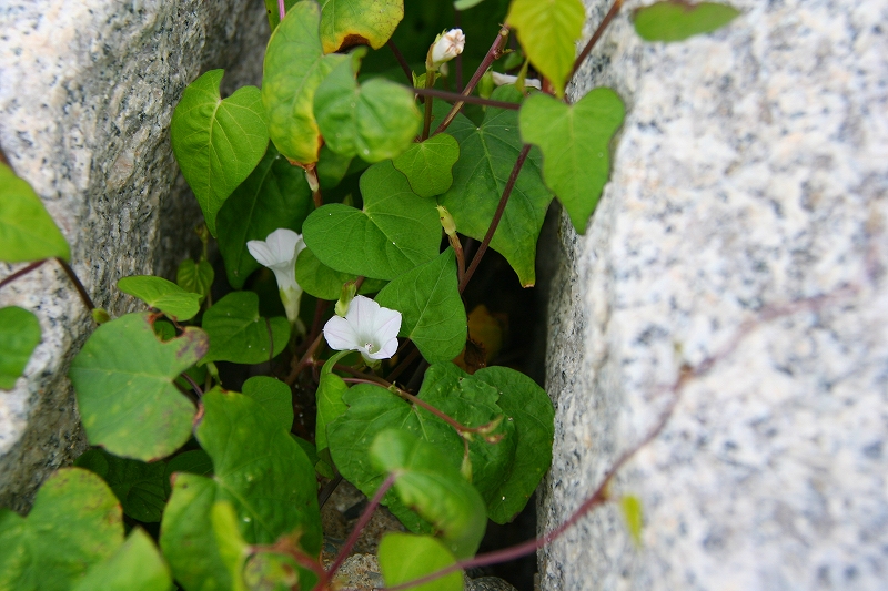 e0024081_145013100.jpg