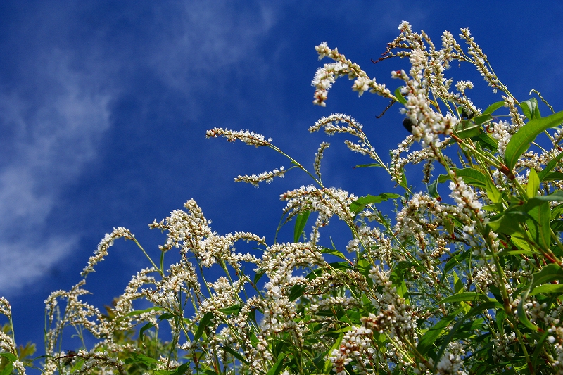 e0024081_14511353.jpg