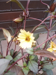 b0097482_7495845.jpg