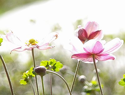 秋明菊の花が…_c0076682_1711488.jpg