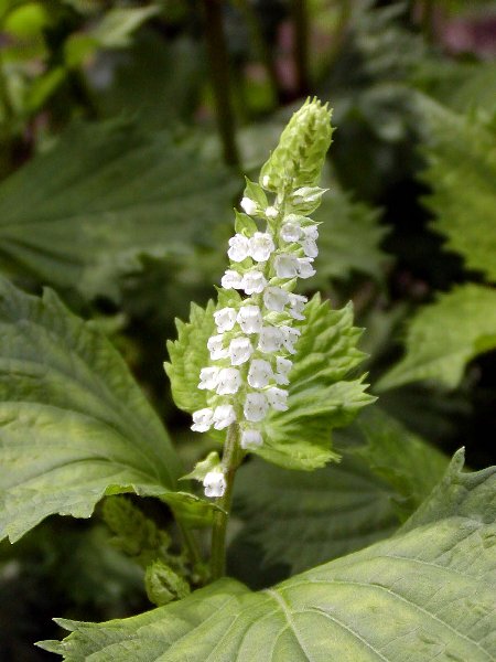 大葉の花 しんちゃん通信