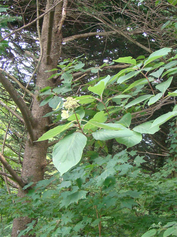 f0146493_94557.jpg
