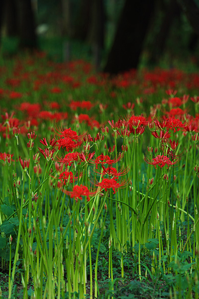 巾着田の曼珠沙華_b0010915_21573086.jpg