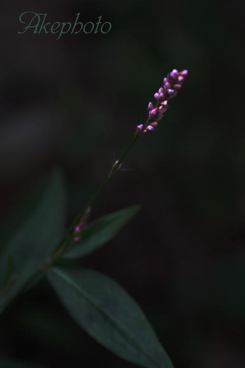 ツルムラサキです・・・・・か（‘0‘）？_e0127416_22484767.jpg
