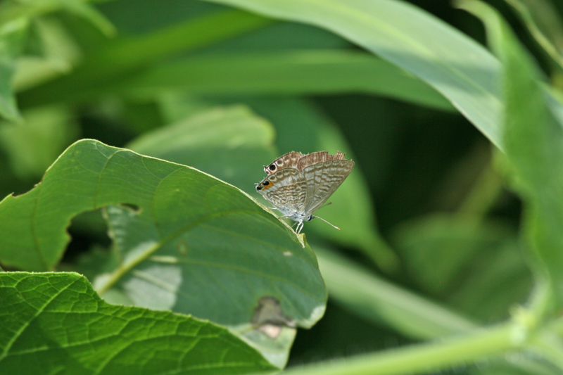 河川敷で見たウラナミシジミ_c0085622_2233250.jpg