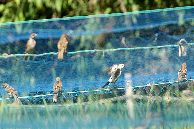 ９月１６日　カメラ散歩から…市内の公園で アルビノ スズメに…_e0066638_22342634.jpg