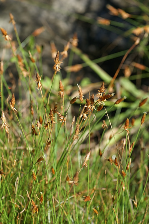 e0054067_7245549.jpg