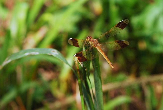 ミヤマアカネ_d0069270_650297.jpg