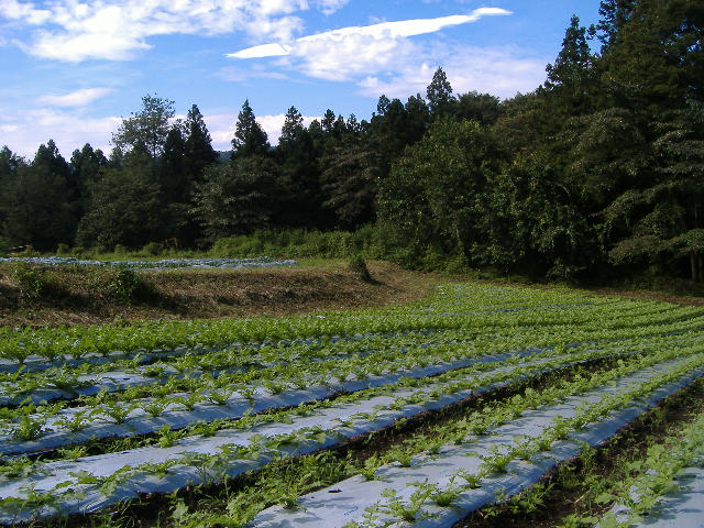 ブロッコリー土寄せ_b0067179_19455164.jpg