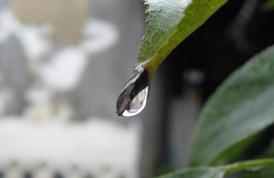 ９月１６日「雨」_f0003283_16151790.jpg