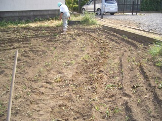 野沢菜の種、実験中。_a0102013_14475926.jpg