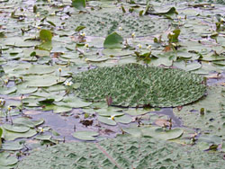 f0086618_20501124.jpg