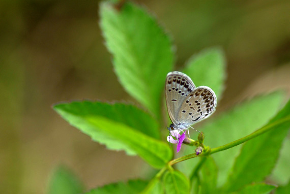 20070916 秋のシジミ御三家：シルビア、クロツ、ミヤマ（山梨県）_d0090322_54694.jpg