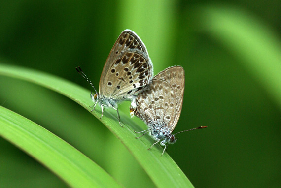 20070916 秋のシジミ御三家：シルビア、クロツ、ミヤマ（山梨県）_d0090322_547055.jpg