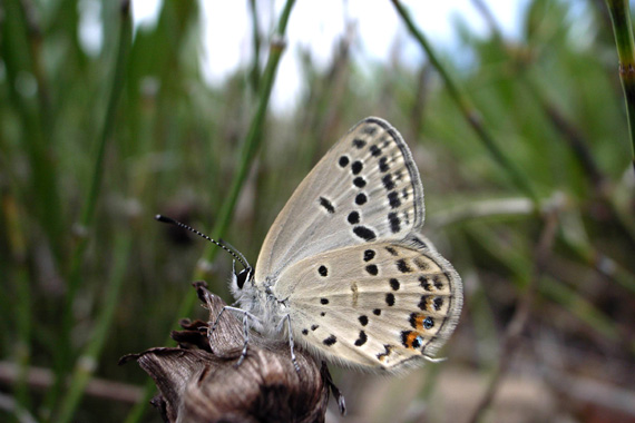 20070916 秋のシジミ御三家：シルビア、クロツ、ミヤマ（山梨県）_d0090322_5475136.jpg