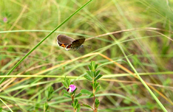 20070916 秋のシジミ御三家：シルビア、クロツ、ミヤマ（山梨県）_d0090322_5485669.jpg