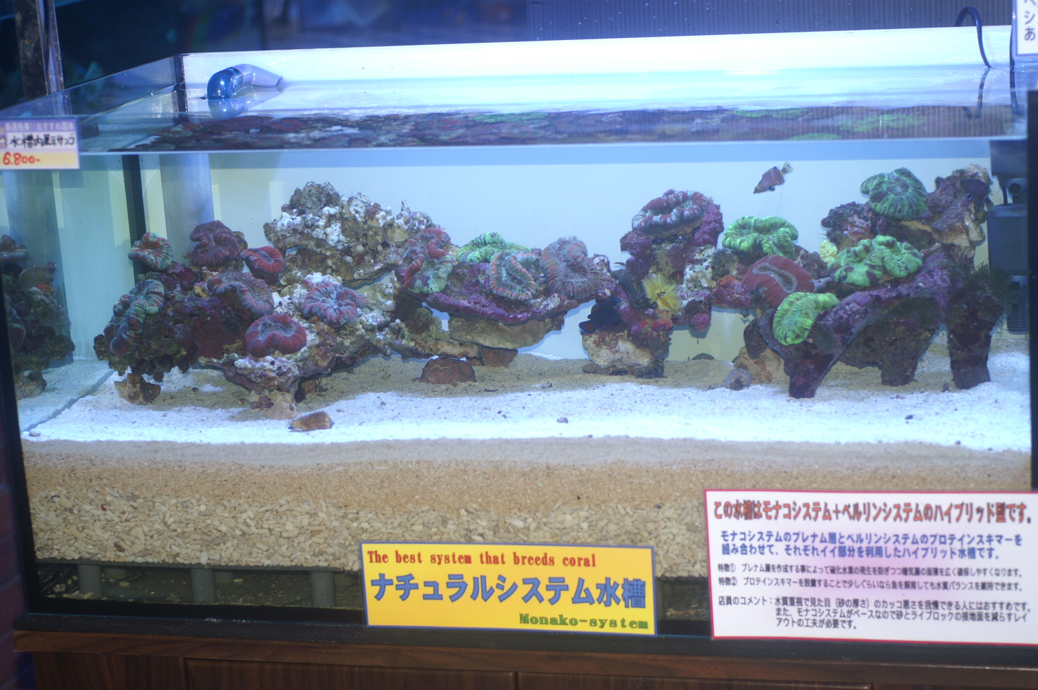 本日はナチュラル水槽日記です 海水魚専門店 海水魚販売 ティアラ横浜店 本日はナチュラル水槽日記です 海水魚専門店 海水魚販売 ティアラ横浜店