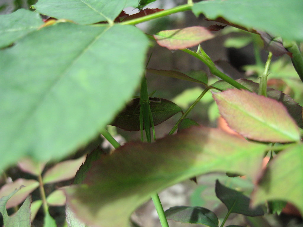 f0068334_1374143.jpg