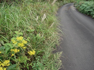 d0055236_23213847.jpg