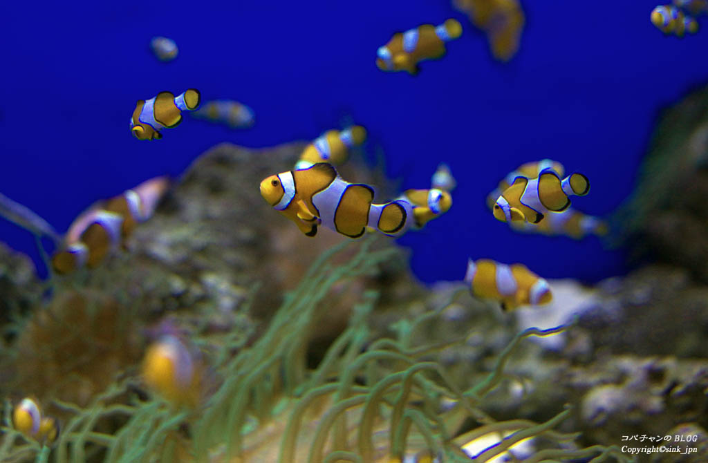 水族館へ行く_c0009042_15253993.jpg