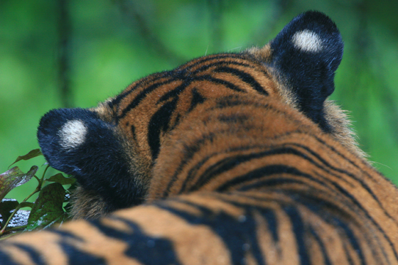 耳の後ろ 動物園写真館 耳の後ろ 動物園写真館