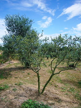 e0100046_143684.jpg