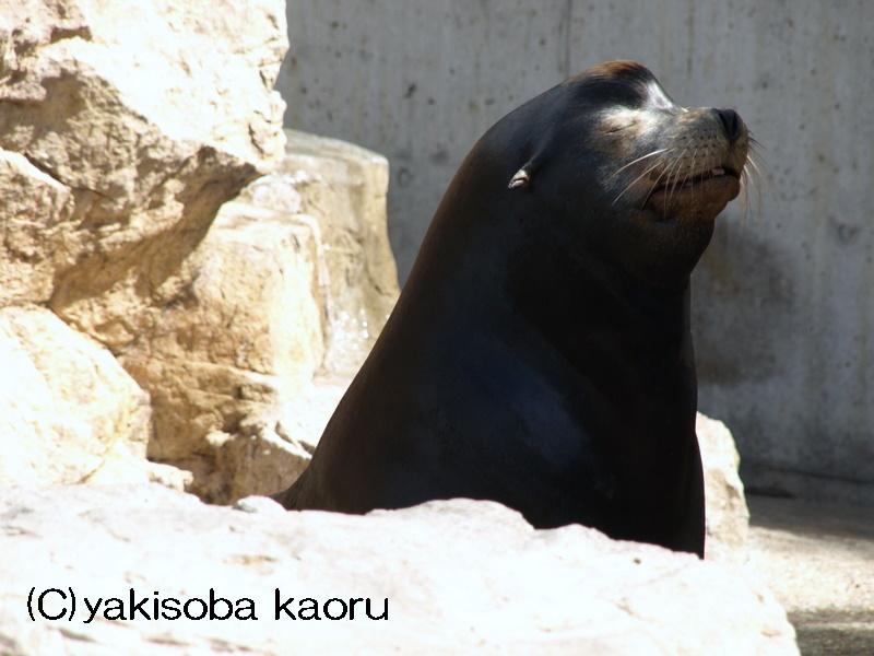 カリフォルニアアシカ（いしかわ動物園）_f0097047_22104589.jpg