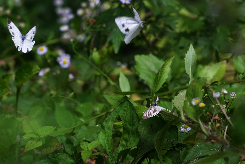 シロチョウはカカア天下？_c0101354_225052.jpg